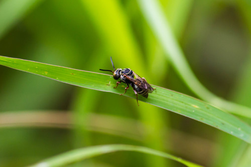 Triepeolus rufoclypeus