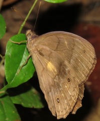Pseudodebis valentina