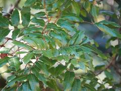 Alectryon excelsus excelsus