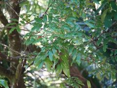 Alectryon excelsus excelsus