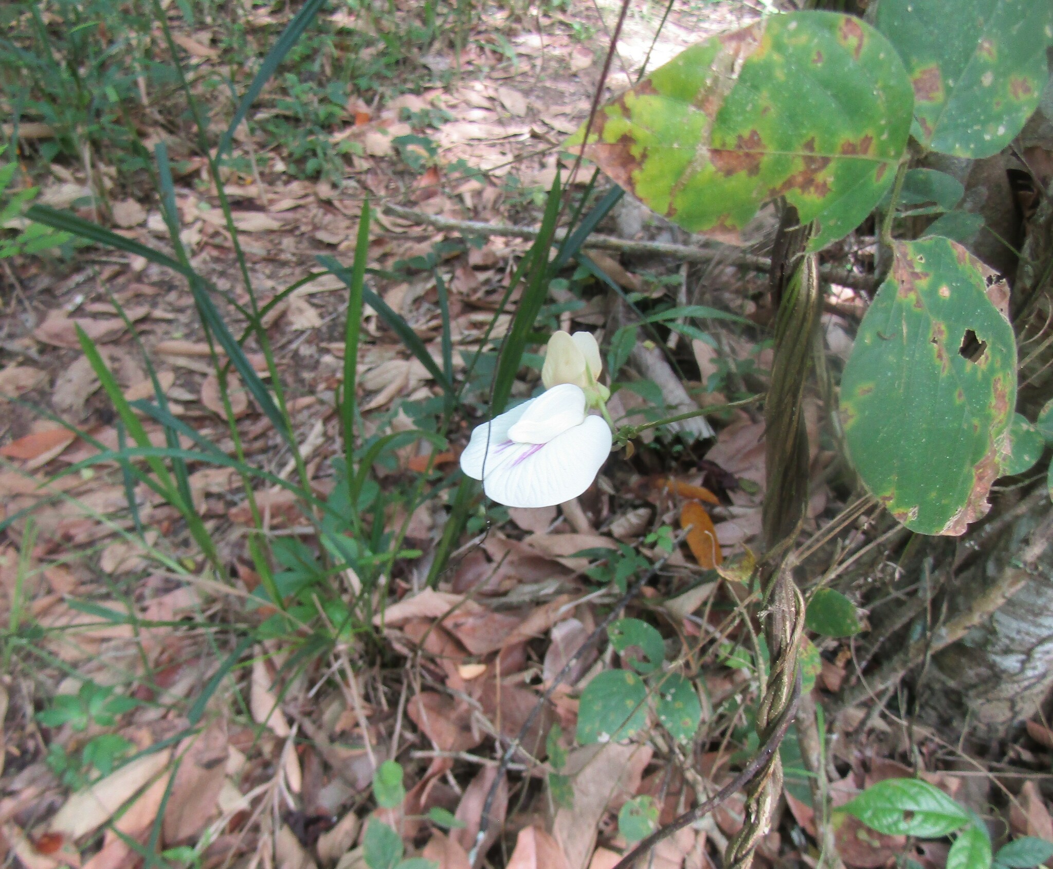 Centrosema pubescens