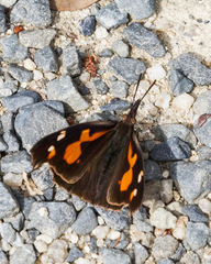 Libythea lepita