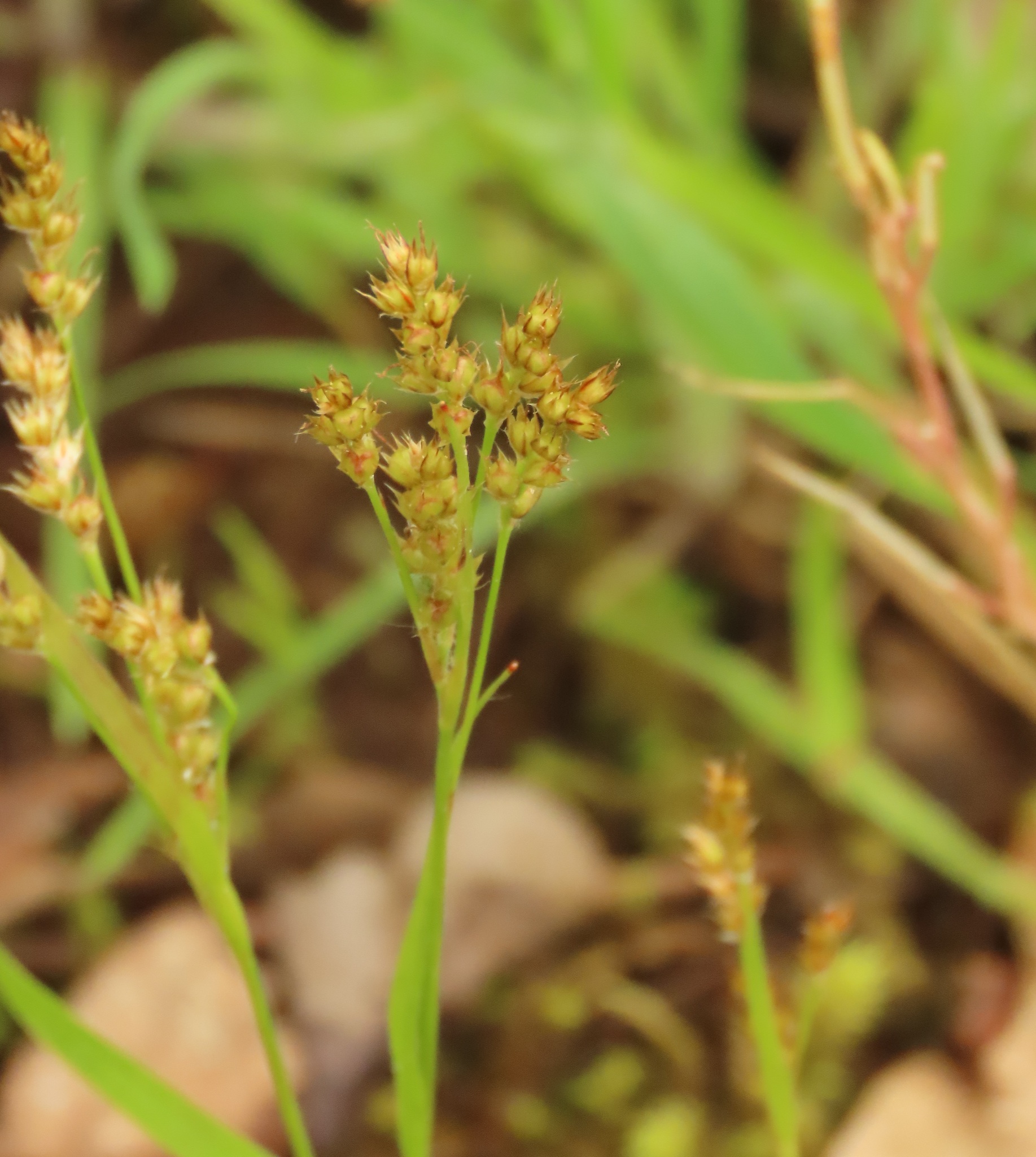 Luzula comosa
