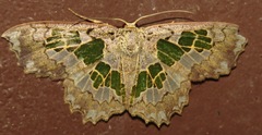 Trygodes viridiplena