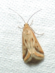 Achyra massalis