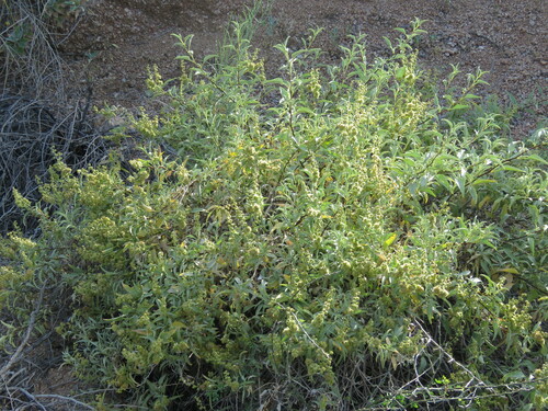 triangle-leaf bursage