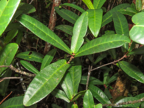 Queue de rat (Acalypha integrifolia)