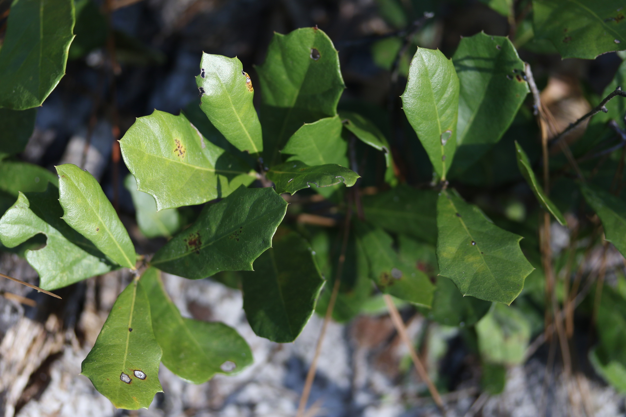 Quercus minima