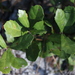 Quercus minima - Photo (c) Joshua Doby, algunos derechos reservados (CC BY-NC), uploaded by Joshua Doby