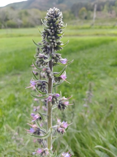 Image of Echium lusitanicum by (c) Carminda Santos, some rights reserved (CC BY)