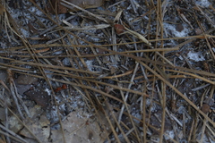 Pseudomethoca simillima