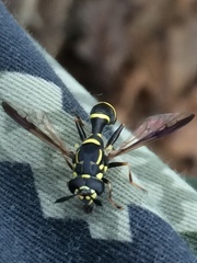 Sphiximorpha willistoni