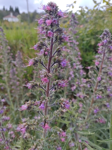 Image of Echium lusitanicum by (c) Carminda Santos, some rights reserved (CC BY)
