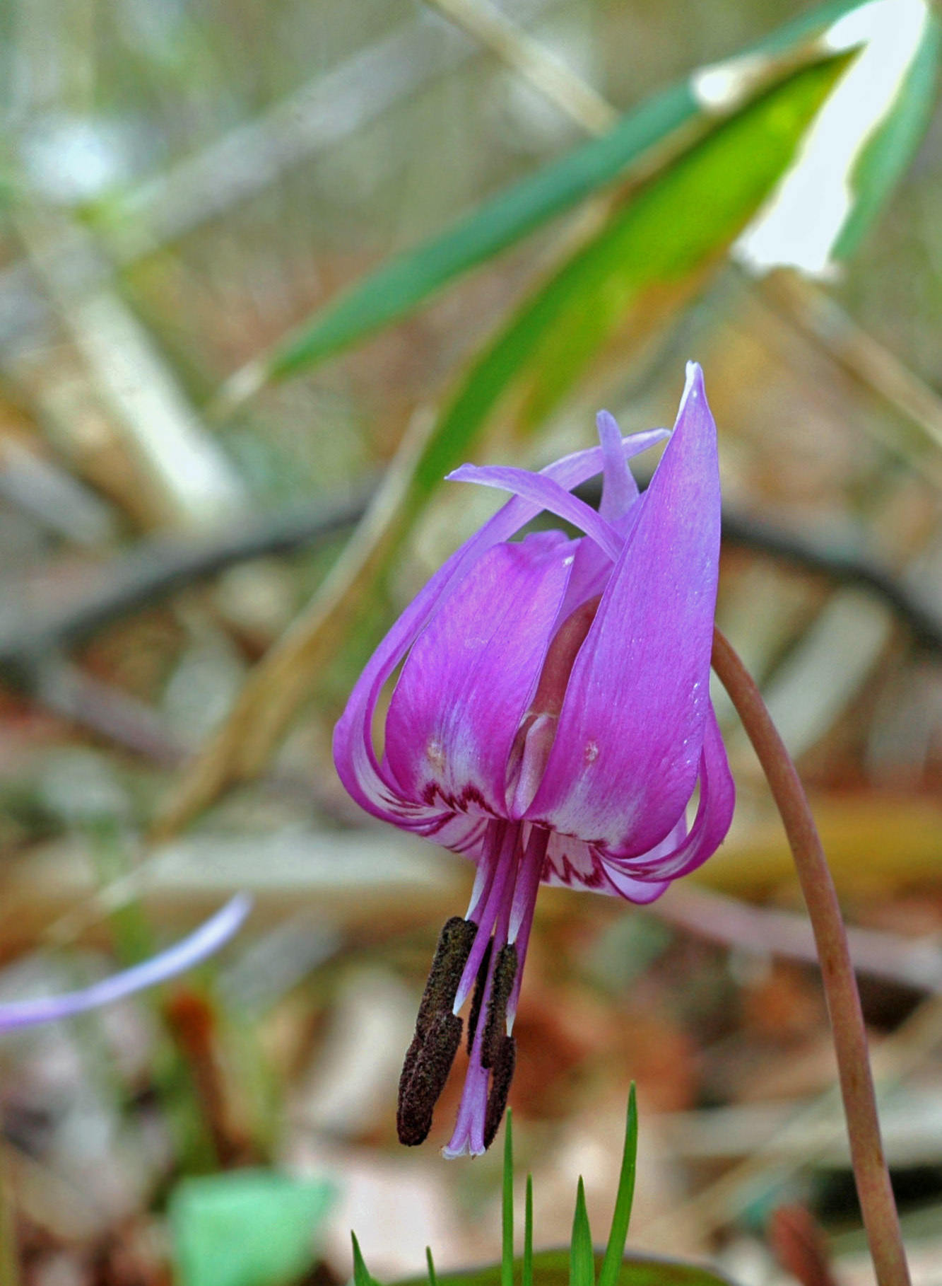 Asian Fawnlily Erythronium Japonicum Inaturalist