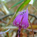Erythronium japonicum - Photo (c) autan, algunos derechos reservados (CC BY-NC-ND)