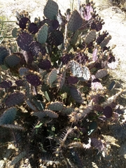 Opuntia gosseliniana