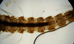 Anopheles punctipennis