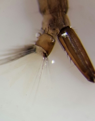 Aedes vexans