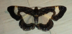 Heliomata cycladata