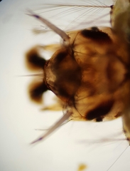 Anopheles punctipennis