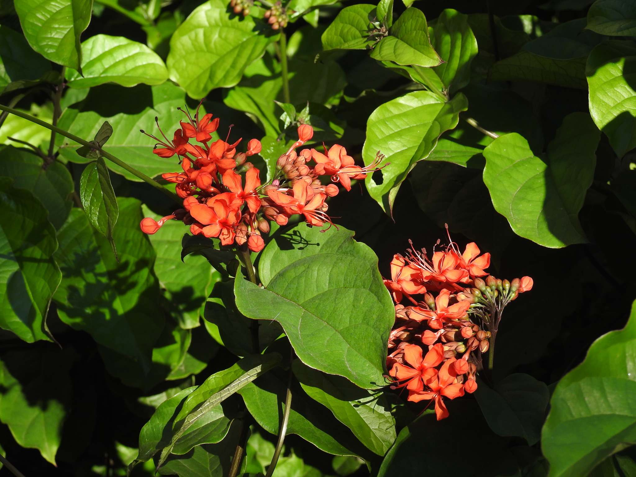 Imagem de Florzinha-de-fogo