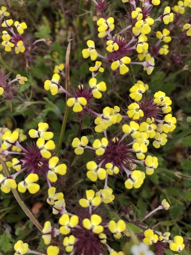 iNaturalist observation photo of butter-and-eggs