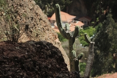 Trichocereus bridgesii