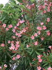 Nerium oleander