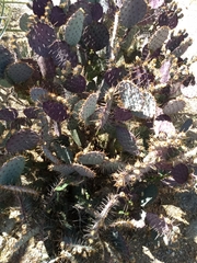 Opuntia gosseliniana