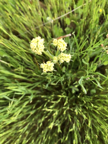 iNaturalist observation photo of Foothill desert-parsley