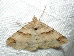 Syneora hemeropa