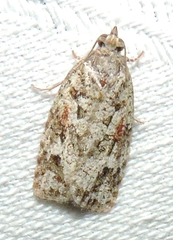 Acropolitis canana