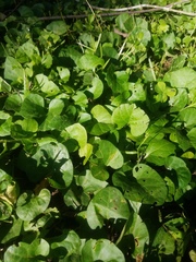 Lycianthes asarifolia