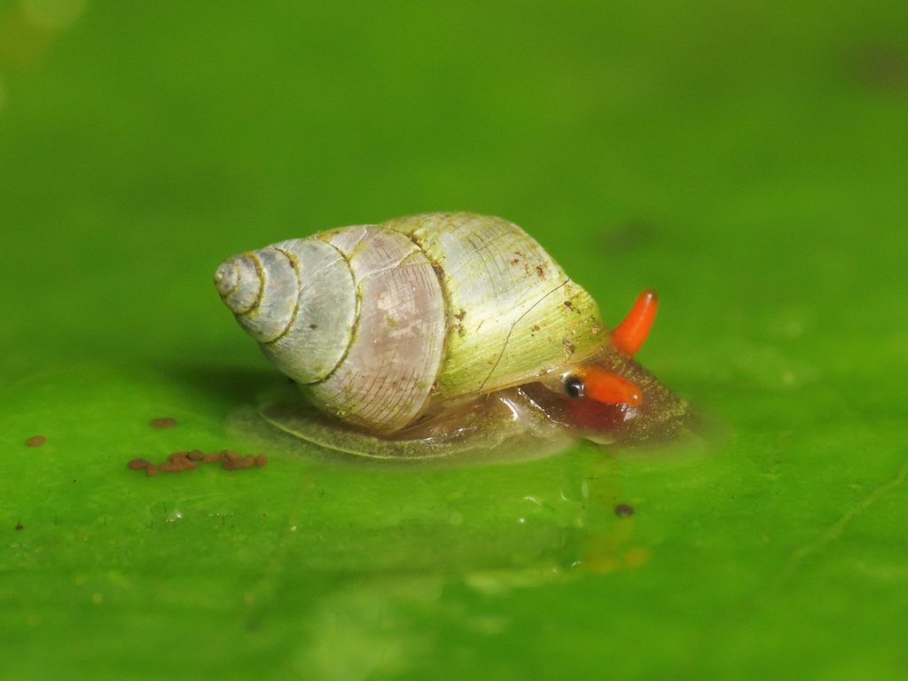 Omphalotropis rubens