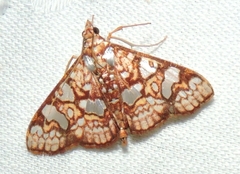 Glyphodes canthusalis