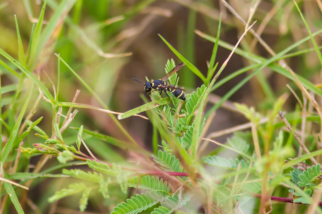 Parancistrocerus texensis