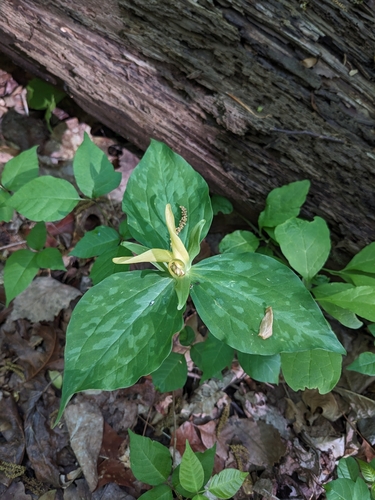 Trillium luteum
