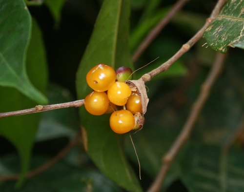 Aporosa lanceolata observed 2024-05-01