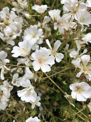 iNaturalist observation photo of Rosy Douglas’ Meadowfoam