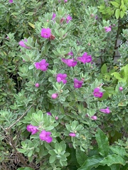 Leucophyllum frutescens