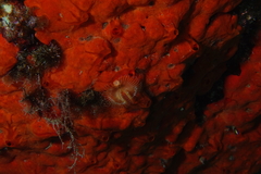 Serpulid tubeworm