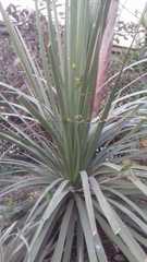 Dasylirion berlandieri