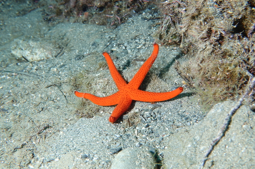 Mediterranean Red Sea Star, photo 4 of 9