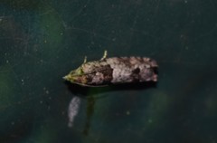 Pseudexentera knudsoni