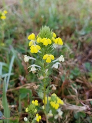 Castilleja rubicundula lithospermoides