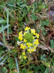 Castilleja rubicundula lithospermoides