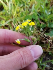 Castilleja rubicundula lithospermoides