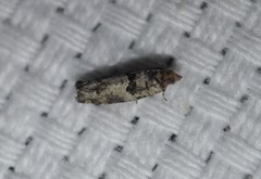 Pseudexentera knudsoni