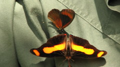 Catonephele salambria