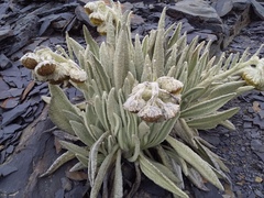 Culcitium canescens